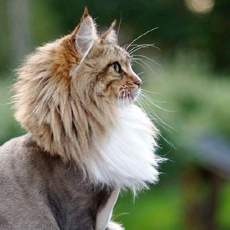 Mirus It Github - Sunset Patterns - Beautiful High Resolution Collection