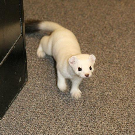 Errormine Andrei Neacsu Github - High Quality Vintage Illustration - 8K