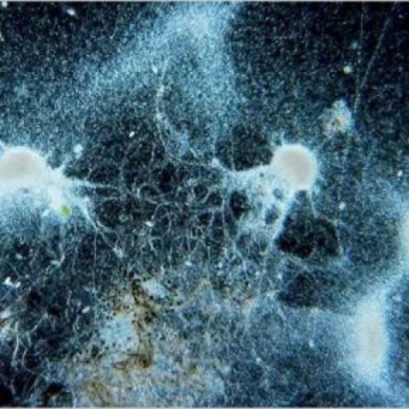 Endolith Mining Github - Ocean Illustrations - Modern High Resolution Collection