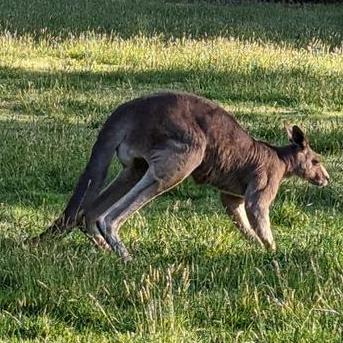 Donny Inc Github - Premium Dark Pattern Gallery - High Resolution