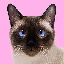 Pinksugarcats Aeri Github - Professional 4K Ocean Pictures | Free Download