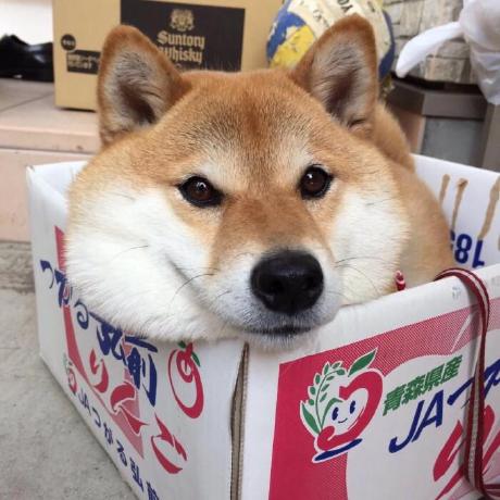 Github Pakopac Square Area - Premium Gradient Background - Ultra HD