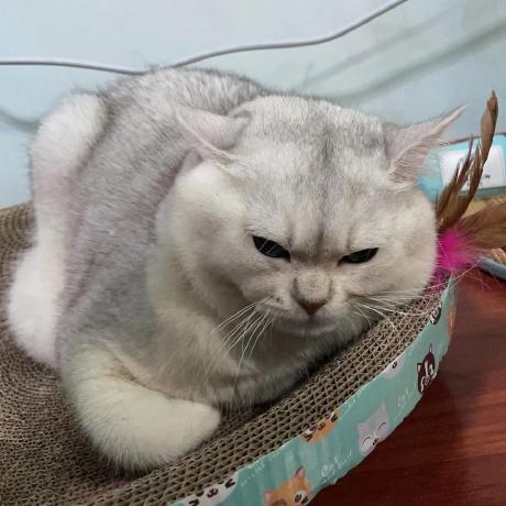 Lazzy Github - Vintage Wallpapers - Amazing Full HD Collection