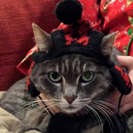 Github Judemac8 Fat Old Cat Data Science Course Test - High Quality Colorful Design - HD