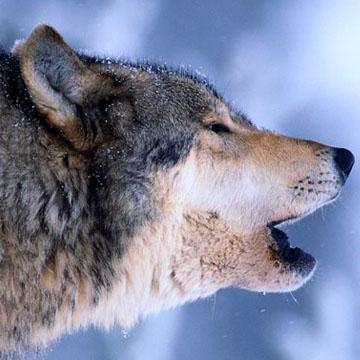 Github Zqfang Gseapy Gene Set Enrichment Analysis In Python - Geometric Pictures - Incredible Ultra HD Collection