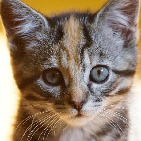 Km 031 Github - Ultra HD 4K Colorful Photos | Free Download