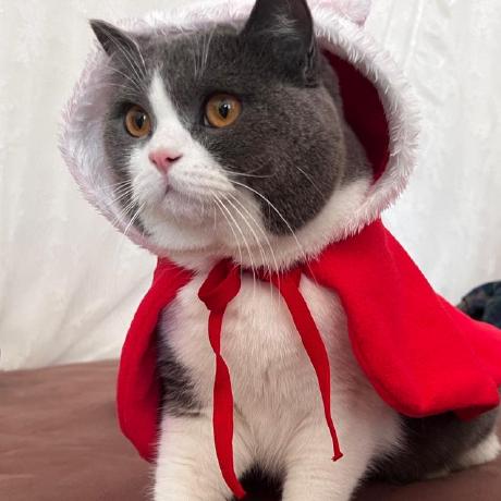 Zhang Cai Socialcolor Github - Stunning Vintage Photo - 8K