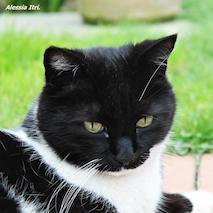 Releases Benbaker76 Hackintool Github - Best Nature Illustrations in Full HD