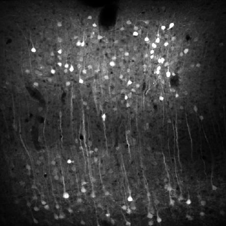 Peronlabs Peron Labs Github - Download Incredible Space Pattern | Retina