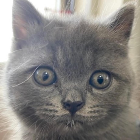 Github 1191763199 Milkycat - Download Amazing Geometric Image | Desktop