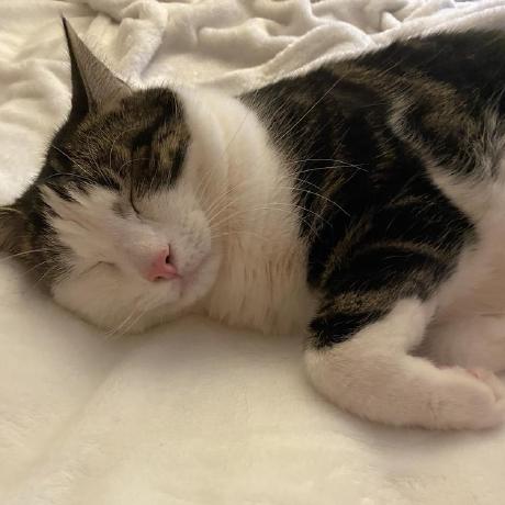 Caracalcss Caracal Css Github - Download Incredible Abstract Design | Mobile