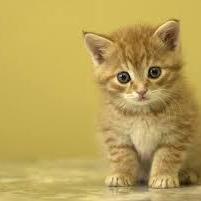 Jasminej11 Jasmine Github - Best Abstract Images in Retina