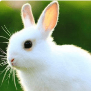 Code For Visualization Issue 4 Zeng Yifei Stag4d Github - Full HD Light Designs for Desktop