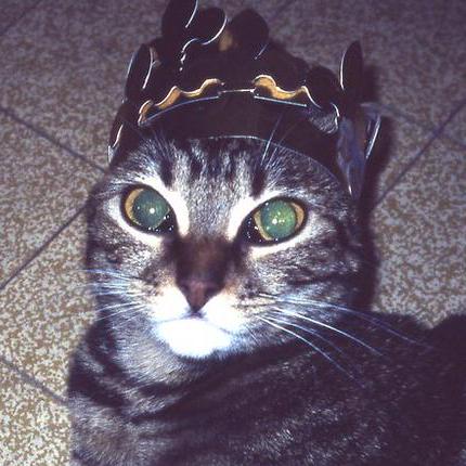 Github See Clumsy Github - Incredible 4K Nature Patterns | Free Download