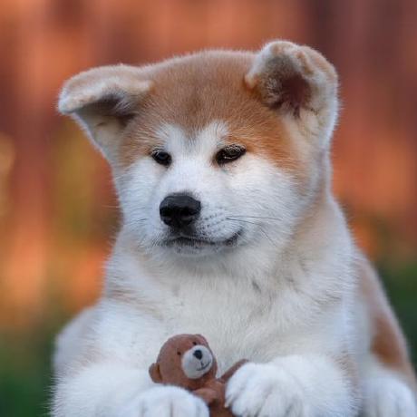 Gstdioh Liuyang Guo Github - Download Beautiful Vintage Photo | Ultra HD