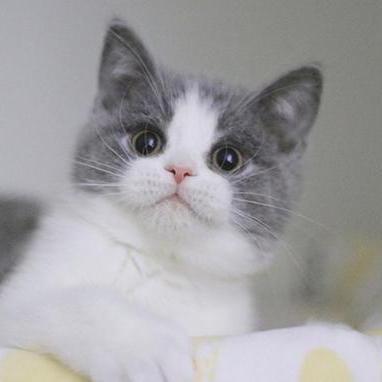 Jamie793 Jamie793 Github - Premium Geometric Background Gallery - Full HD