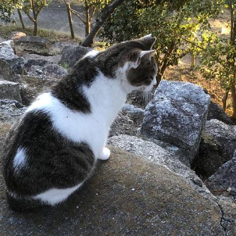 Github Hynever Hystockchart K - Premium Abstract Texture - HD