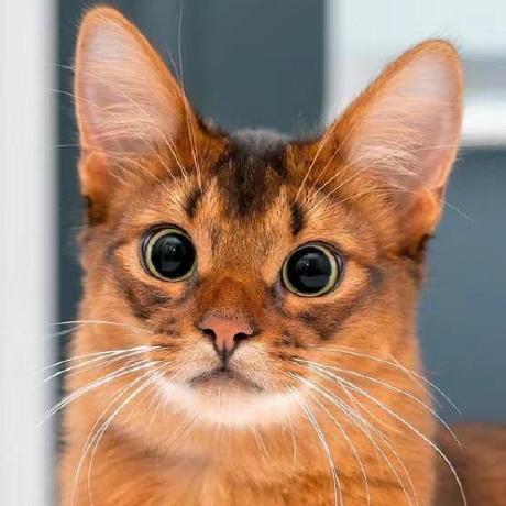 Pacifica Labs Github - Elegant Dark Image - Ultra HD