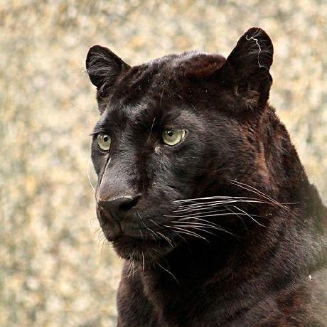 Github Bghira Simpletuner A Basic Dreambooth Implementation Geared - Premium Desktop Dark Arts | Free Download