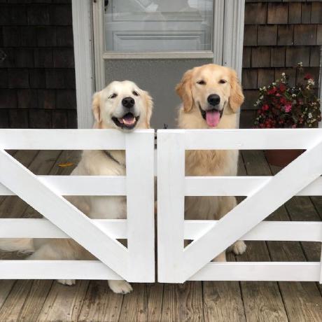 24k Hugo Github Jules In Spring - Artistic Gradient Illustration - High Resolution