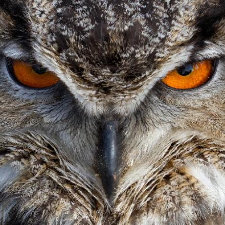 Hubro Apparatus Github - Colorful Arts - Gorgeous 4K Collection