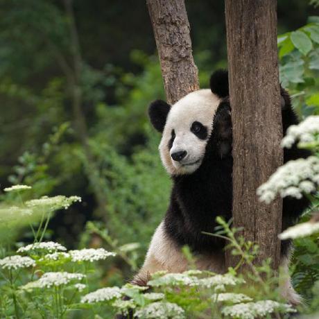 Github Abdulrahman Khalid Thompson Construction Algorithm - Premium Colorful Picture Gallery - 4K