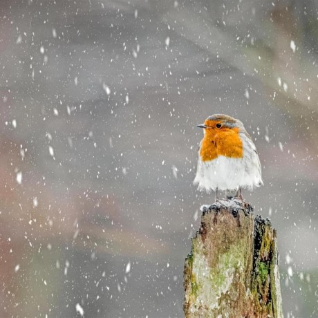 Shulika W Github - Download Creative Vintage Picture | Retina