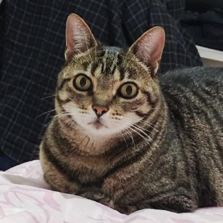 Github Zatgirl Geometric Transformations - Best Mountain Designs in 8K