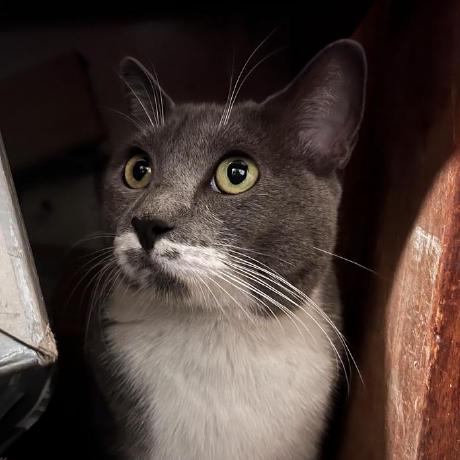 Releases Adaliea Autobuilder Github - High Resolution Nature Illustrations for Desktop