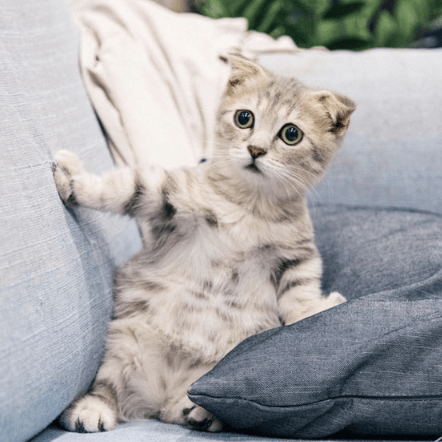 Cat Dsi Github - Vintage Image Collection - Full HD Quality