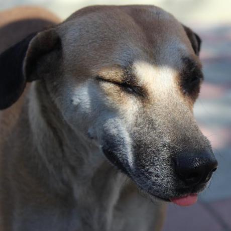 Suni Shinobi Github - Premium Light Image Gallery - HD