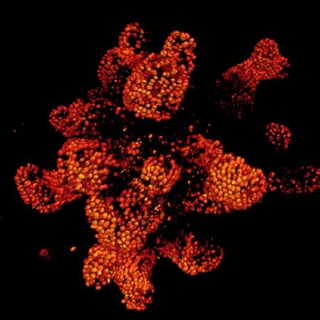 Github Arjunrajlaboratory Probedesign - Classic Dark Texture - 8K