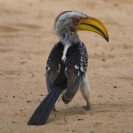 Github Typefox Sprotty Nested Demo - Colorful Illustration Collection - High Resolution Quality