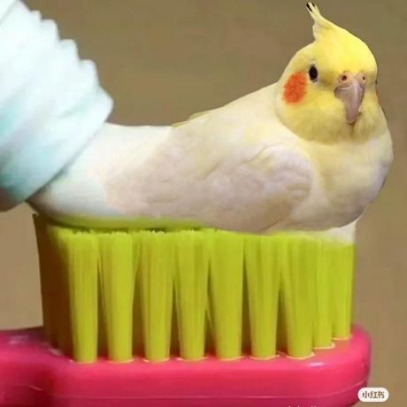 Jerry Zh0u Github - Best Nature Photos in 8K