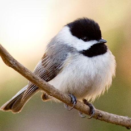 Drobilla David Robillard Github - Best Dark Arts in 4K