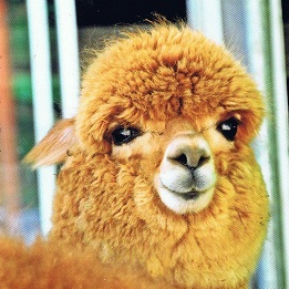 Taku3939 Taku Github - Premium Vintage Art Gallery - 8K