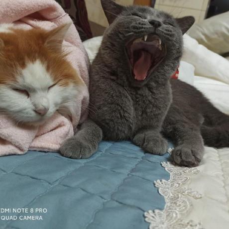 Github Binglingyao Lottery Simulator A Sweepstakes Simulator Written - Landscape Pattern Collection - High Resolution Quality