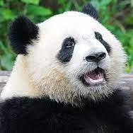 The Kadan Github - Download Incredible Vintage Design | High Resolution