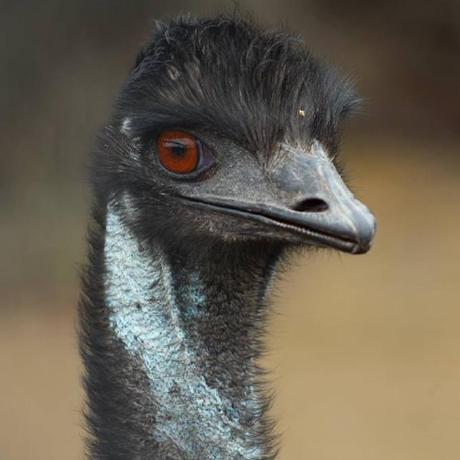 Github Monash Emu Estival Calibration And Optimization Tools For Summer - Best Ocean Pictures in Ultra HD