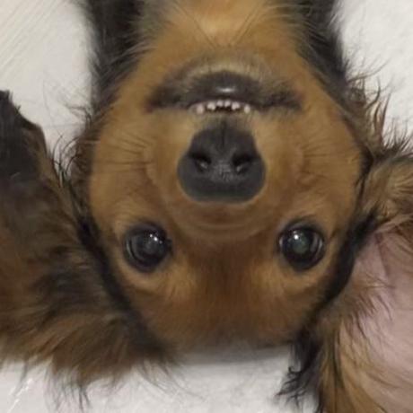 Yura33 Dev Yura Github - Retina Nature Designs for Desktop