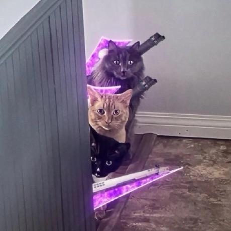 Godsfoolcat Crazycat Github - Colorful Pictures - Amazing Ultra HD Collection