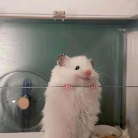 Github Xinghyfish Tomoko - Premium Minimal Texture Gallery - Retina