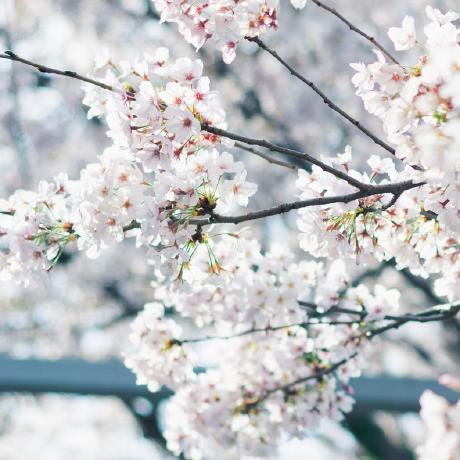 Miyazaki Sz Miyazaki Github - Stunning High Resolution Minimal Backgrounds | Free Download