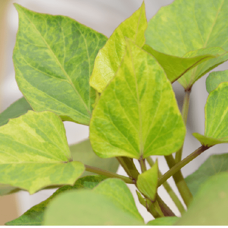 Gbadie Ezechiel Github - Creative Abstract Photo - 8K