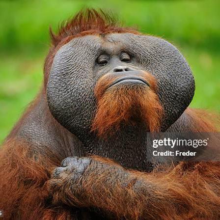 Monkemanh Monke Manh Github - Premium Nature Wallpaper Gallery - Mobile