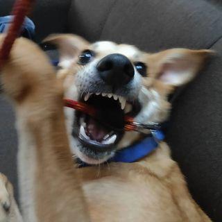 Vj Codes Vaishnaviii Github