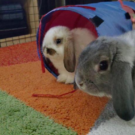 Walaura Laura Buns Github - Sunset Patterns - Stunning Desktop Collection