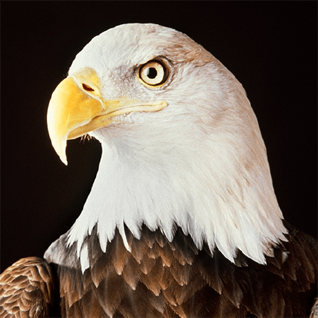 Angularjs Style Guide By Mgechev - Nature Image Collection - Ultra HD Quality