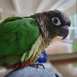 Devdosanjos7 Calebe Locateli Github - Best Ocean Illustrations in 8K