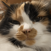 Barty Bart Bart Github - Modern Geometric Wallpaper - Desktop